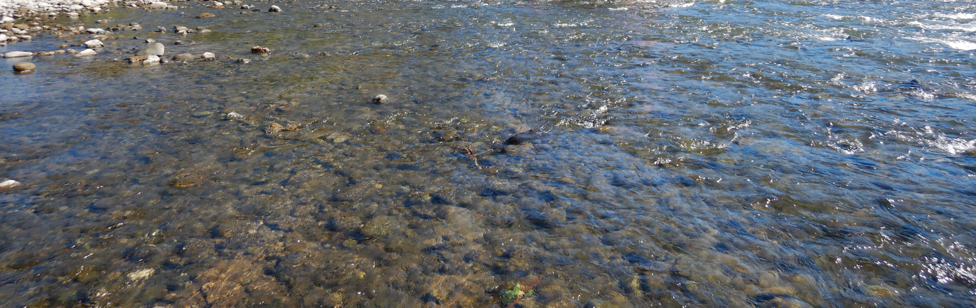 アユやコイ、ヤマメなどの魚類を始め、水草や水生昆虫など、たくさんの動植物が育まれています。